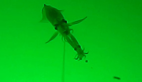 1686115823661186.jpg ops381UV_001.jpg